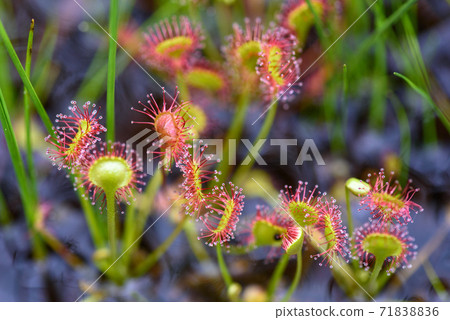 威爾士洋蔥 71838836