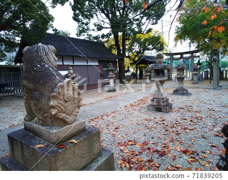 The approach to the shrine and the old stone lanterns seen by the guardian dog in the back with a uniquely patterned tail 71839205