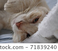 睡貓 71839240