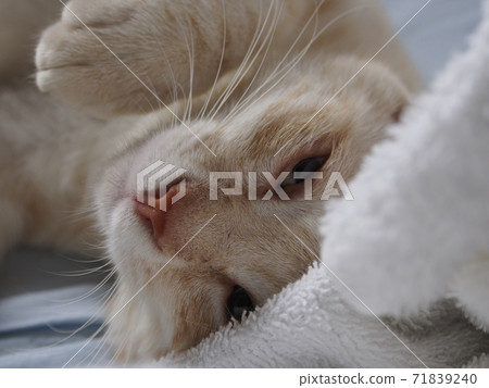 Sleeping cat 71839240