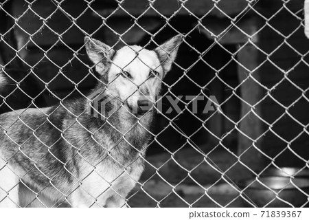 Black and white photo of homeless dog in a shelter for dogs. BW Black and white photo of homeless dog in a shelter for dogs. BW 71839367