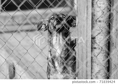 Black and white photo of homeless dog in a shelter for dogs. BW 71839424