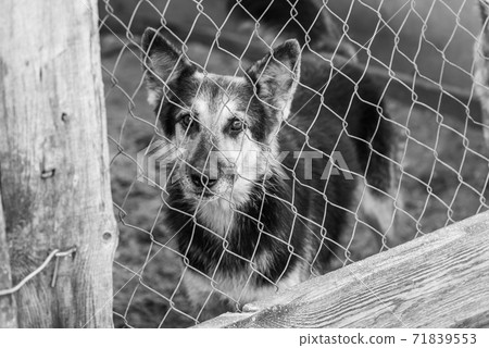 Black and white photo of homeless dog in a shelter for dogs. BW 71839553