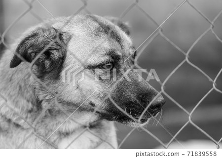 Black and white photo of homeless dog in a shelter for dogs. BW 71839558