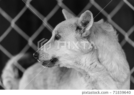 Black and white photo of homeless dog in a shelter for dogs. BW 71839640