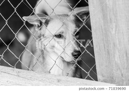 Black and white photo of homeless dog in a shelter for dogs. BW Black and white photo of homeless dog in a shelter for dogs. BW 71839690