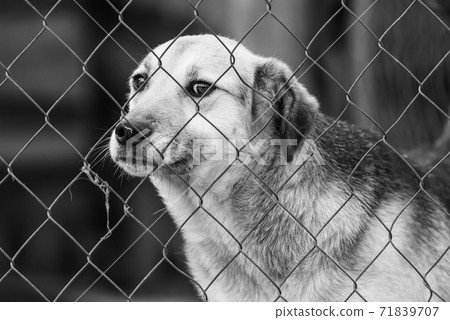 Black and white photo of homeless dog in a shelter for dogs. BW 71839707
