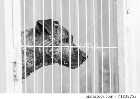Black and white photo of homeless dog in a shelter for dogs. BW 71839752