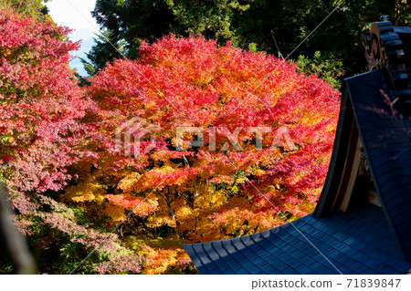 四國神聖地面第66伏達索,秋葉在雲邊寺 四國神聖地面第66伏達索,秋葉在雲邊寺 71839847