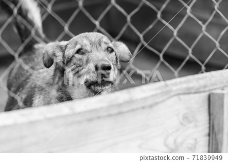 Black and white photo of homeless dog in a shelter for dogs. BW 71839949