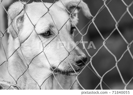 Black and white photo of homeless dog in a shelter for dogs. BW Black and white photo of homeless dog in a shelter for dogs. BW 71840055