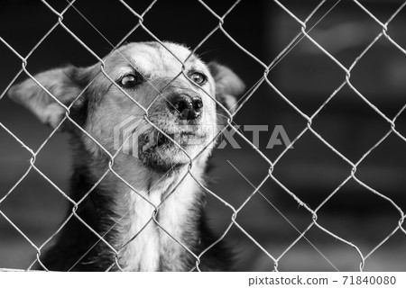 Black and white photo of homeless dog in a shelter for dogs. BW Black and white photo of homeless dog in a shelter for dogs. BW 71840080