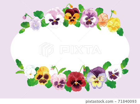 Oval frame of pansies (violets, violas) Oval frame of pansies (violets, violas) 71840093