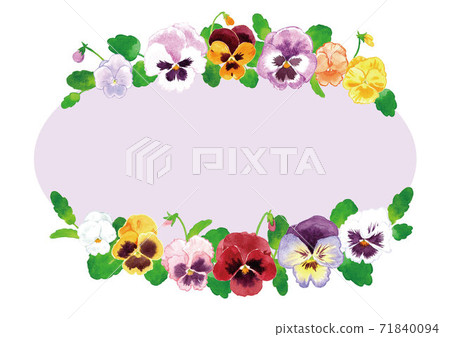 Oval frame of pansies (violets, violas) Oval frame of pansies (violets, violas) 71840094