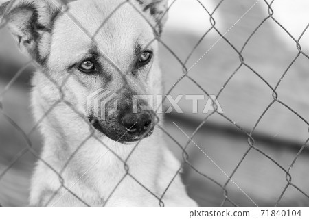 Black and white photo of homeless dog in a shelter for dogs. BW Black and white photo of homeless dog in a shelter for dogs. BW 71840104