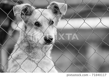 Black and white photo of homeless dog in a shelter for dogs. BW Black and white photo of homeless dog in a shelter for dogs. BW 71840117