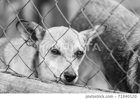 Black and white photo of homeless dog in a shelter for dogs. BW Black and white photo of homeless dog in a shelter for dogs. BW 71840120