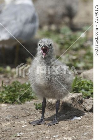 Vertical of Ring billed Gull, Larus delawarensis, chick Vertical of Ring billed Gull, Larus delawarensis, chick 71840175
