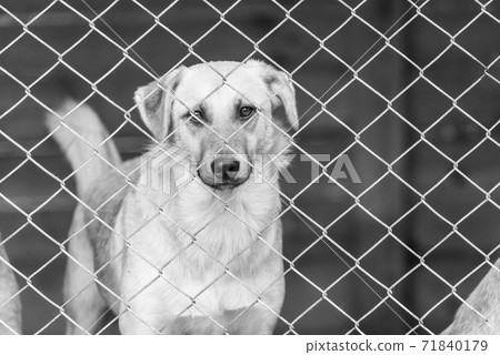 Black and white photo of homeless dog in a shelter for dogs. BW Black and white photo of homeless dog in a shelter for dogs. BW 71840179