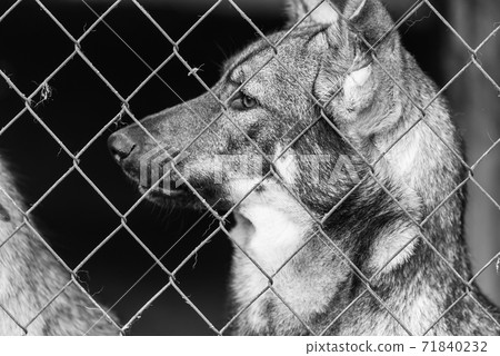Black and white photo of homeless dog in a shelter for dogs. BW 71840232