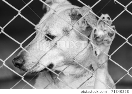 Black and white photo of homeless dog in a shelter for dogs. BW 71840238