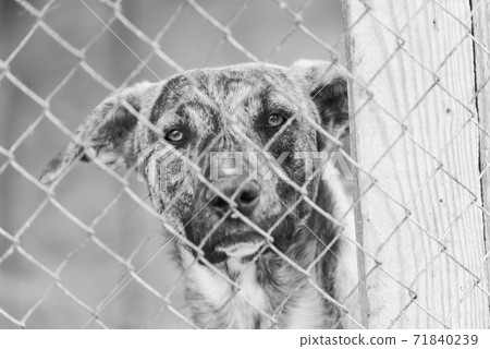 Black and white photo of homeless dog in a shelter for dogs. BW Black and white photo of homeless dog in a shelter for dogs. BW 71840239