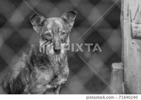 Black and white photo of homeless dog in a shelter for dogs. BW Black and white photo of homeless dog in a shelter for dogs. BW 71840240