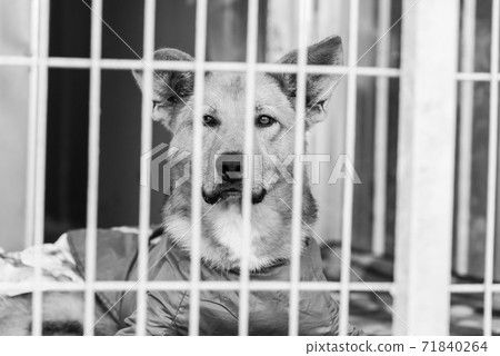 Black and white photo of homeless dog in a shelter for dogs. BW 71840264