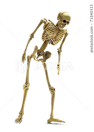 Human skeleton isolated 71840315