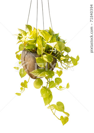 Houseplant in coconut pot Houseplant in coconut pot 71840394