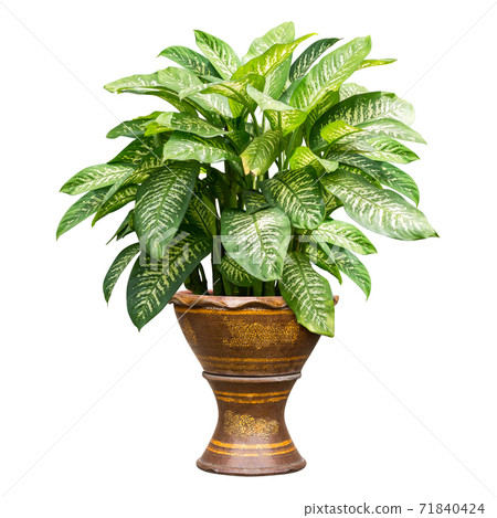 Green houseplant isolated 71840424