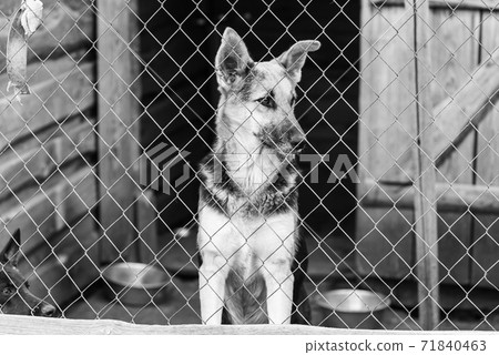 Black and white photo of homeless dog in a shelter for dogs. BW Black and white photo of homeless dog in a shelter for dogs. BW 71840463