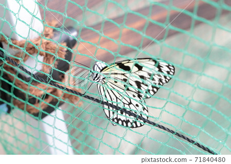 Japan's largest butterfly Japan's largest butterfly 71840480