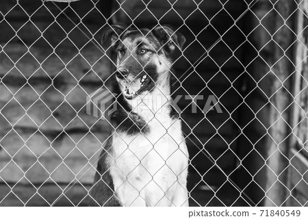 Black and white photo of homeless dog in a shelter for dogs. BW 71840549