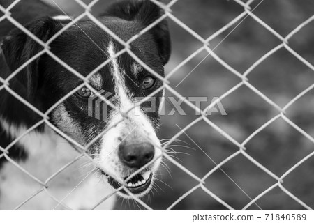 Black and white photo of homeless dog in a shelter for dogs. BW Black and white photo of homeless dog in a shelter for dogs. BW 71840589