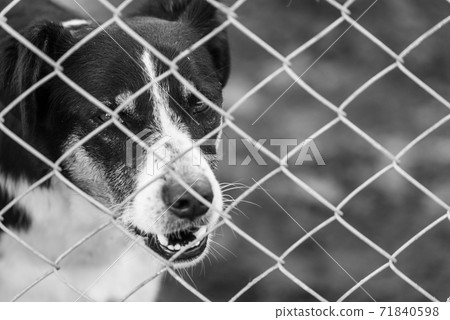 Black and white photo of homeless dog in a shelter for dogs. BW Black and white photo of homeless dog in a shelter for dogs. BW 71840598