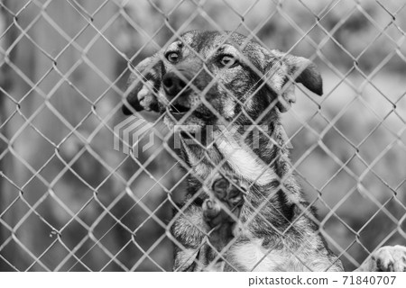 Black and white photo of homeless dog in a shelter for dogs. BW 71840707