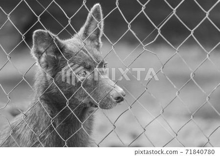 Black and white photo of homeless dog in a shelter for dogs. BW 71840780