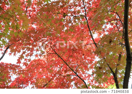 Autumn leaves 71840838