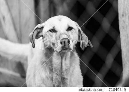 Black and white photo of homeless dog in a shelter for dogs. BW 71840849