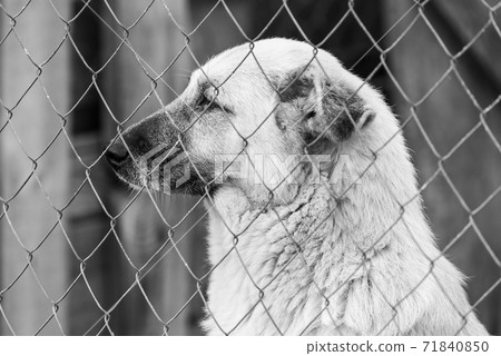 Black and white photo of homeless dog in a shelter for dogs. BW Black and white photo of homeless dog in a shelter for dogs. BW 71840850