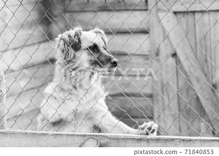 Black and white photo of homeless dog in a shelter for dogs. BW Black and white photo of homeless dog in a shelter for dogs. BW 71840853