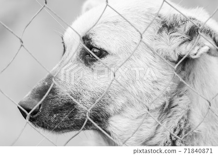 Black and white photo of homeless dog in a shelter for dogs. BW Black and white photo of homeless dog in a shelter for dogs. BW 71840871