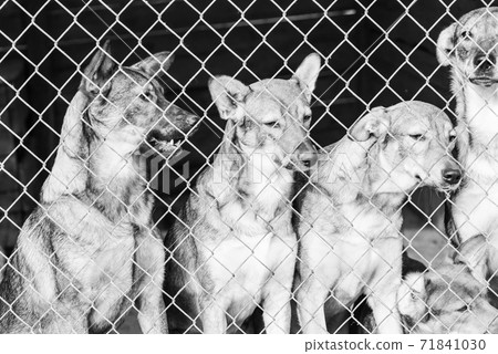 Black and white photo of dogs at the homeless dog shelter. Abandoned dogs. BW Black and white photo of dogs at the homeless dog shelter. Abandoned dogs. BW 71841030