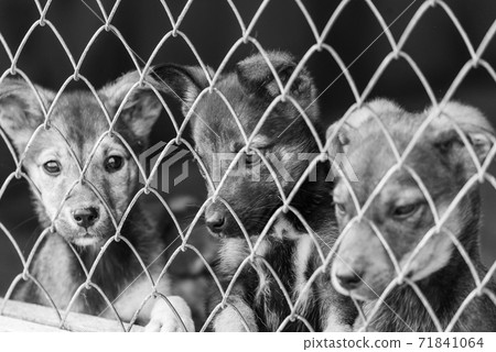 Black and white photo of dogs at the homeless dog shelter. Abandoned dogs. BW 71841064