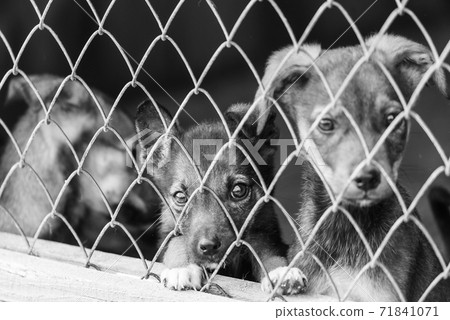 Black and white photo of dogs at the homeless dog shelter. Abandoned dogs. BW 71841071