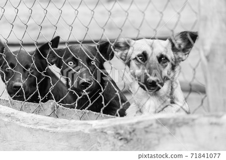 Black and white photo of dogs at the homeless dog shelter. Abandoned dogs. BW 71841077