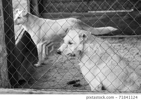 Black and white photo of dogs at the homeless dog shelter. Abandoned dogs. BW Black and white photo of dogs at the homeless dog shelter. Abandoned dogs. BW 71841124
