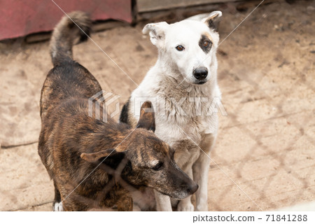 Dogs at the homeless dog shelter. Abandoned dogs 71841288
