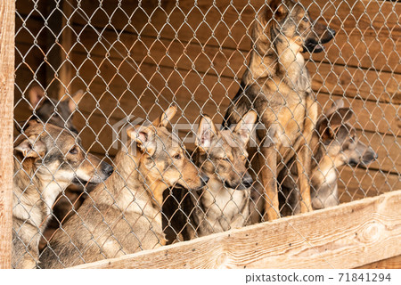 Dogs at the homeless dog shelter. Abandoned dogs 71841294